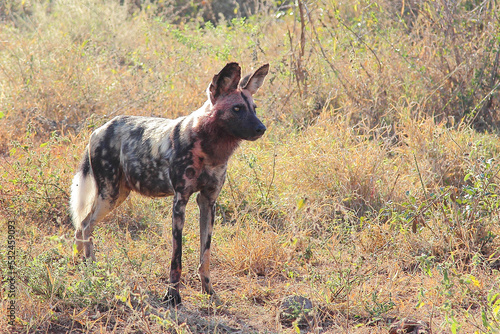 Blutbesudelter Afrikanischer Wildhund nach Beutezug / Bloodstained African wild dog after killing an Impala / Lycaon pictus