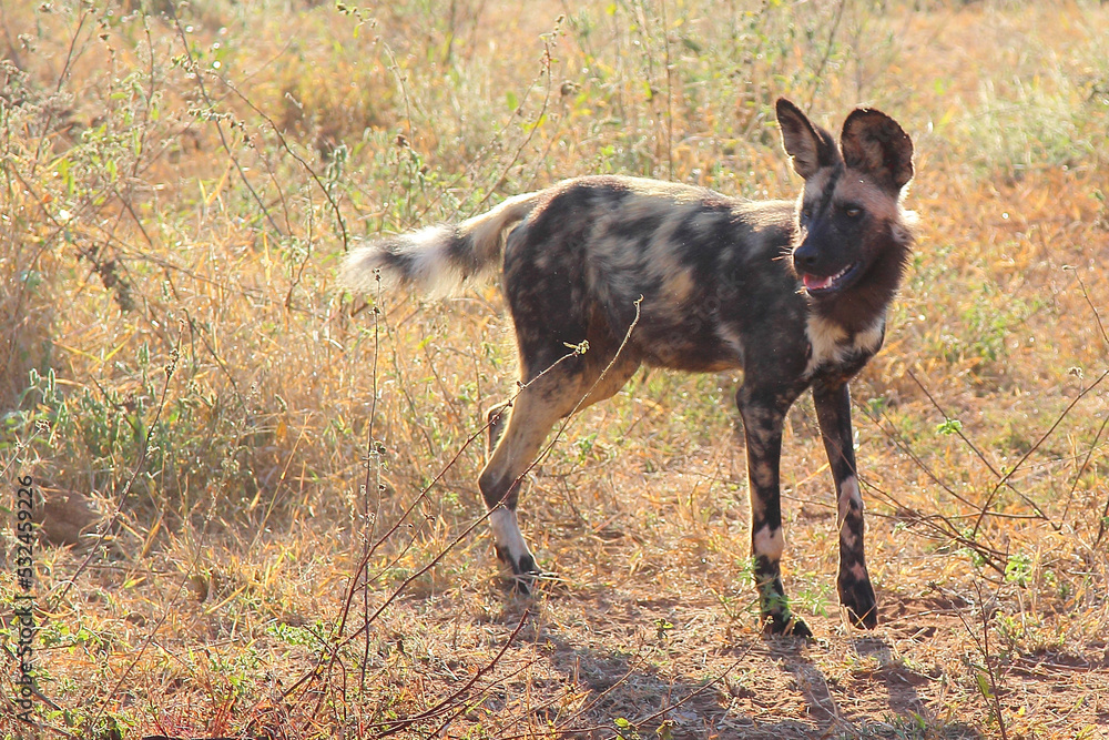 Blutbesudelter Afrikanischer Wildhund nach Beutezug / Bloodstained African wild dog after killing an Impala / Lycaon pictus Blutbesudelter Afrikanischer Wildhund nach Beutezug / Bloodstained African wild dog after killing an Impala / Lycaon pictus