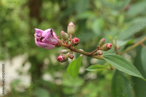 Sensit is a shrub and belongs to the Melastomataceae family. This plant has bright purple flowers with hairy reddish stems, usually grows in open meadows or forests photo