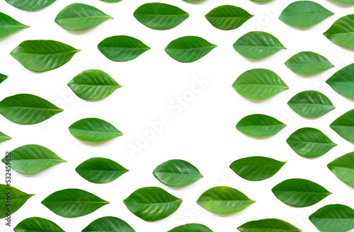 top view flat lay collection of fresh green leaves circle shape copy space isolated on white background.concept for ecology backdrop,enviroment wallpaper,organic health product design.