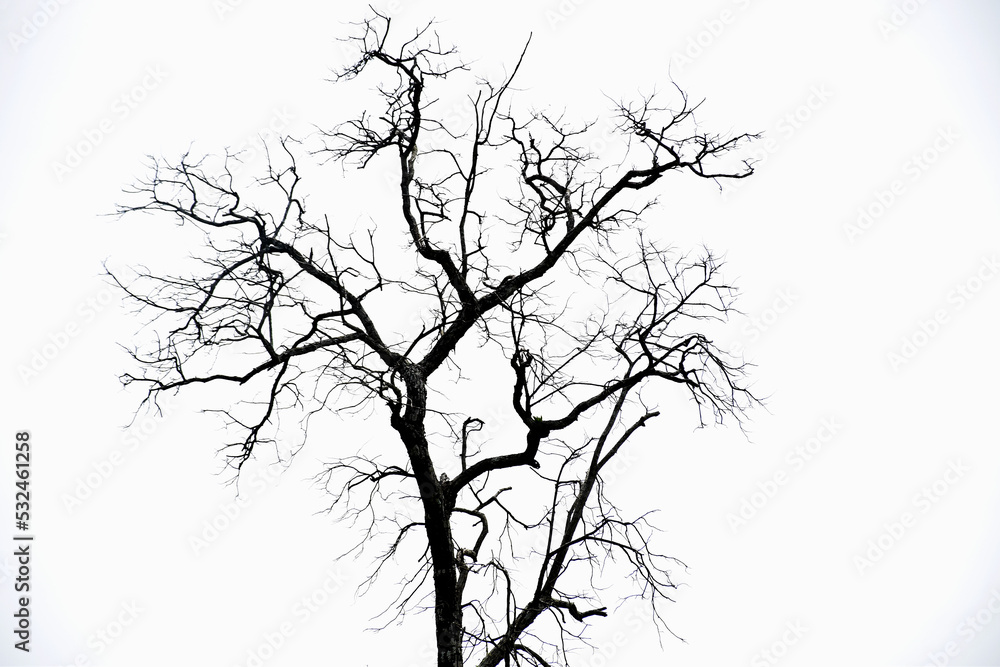 Dry  branch of dead tree on white background
