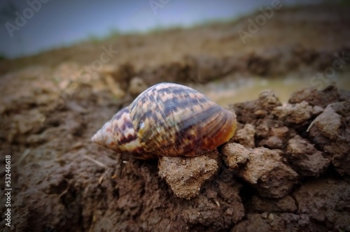 snail on a rock © IMM