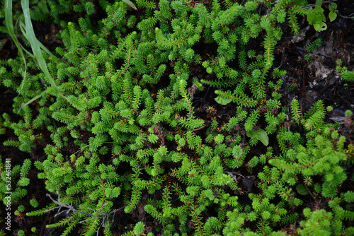 蔵王の植物・ガンコウランの生えた地表の小さな森 photo