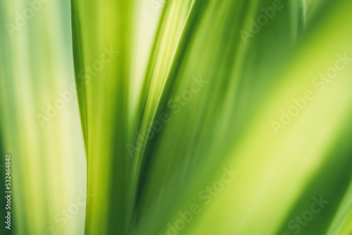 Dark green leaf texture, Natural green leaves using as nature background wallpaper or tropical leaf cover page
