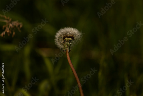 Dandelion in a meadow