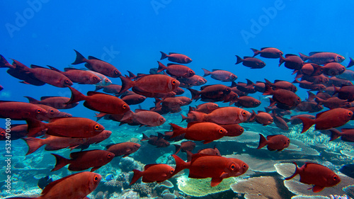A group of red coral fish is moving over the reef. Natural aquarium, marine fauna of the Indian Ocean.