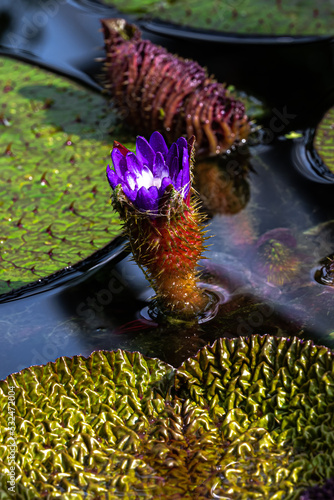 Flower of Prickly Waterlily or Gorgon Plant (Euryale ferox) photo
