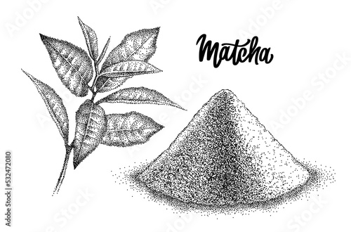 Matcha powder and leaves green tea. Japanese beverage. Shredded leaves for green tea drink. Sketch in vintage pointillism style. Engraved vector.