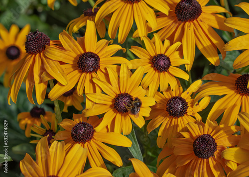 Rudbeckia, orange flowers of echinacea on a sunny summer day. A bee on a flower. Orange and green natural background. Selective focus