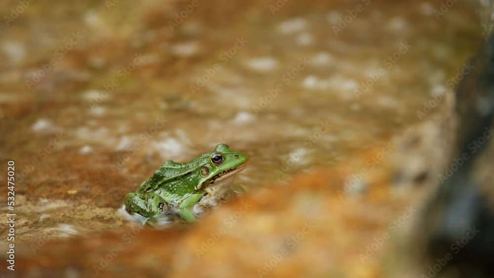 A green frog sitting on a stone in the flowing water, close up. A green frog sitting on a stone in the flowing water, close up.