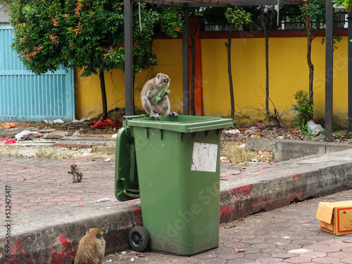 Photography monkey at the batu caves near kuala lumpur