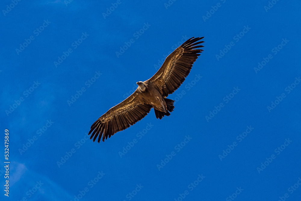 Obraz premium Griffon vultures, Gyps fulvus flying around the Serrania de Cuenca at Una, Spain.