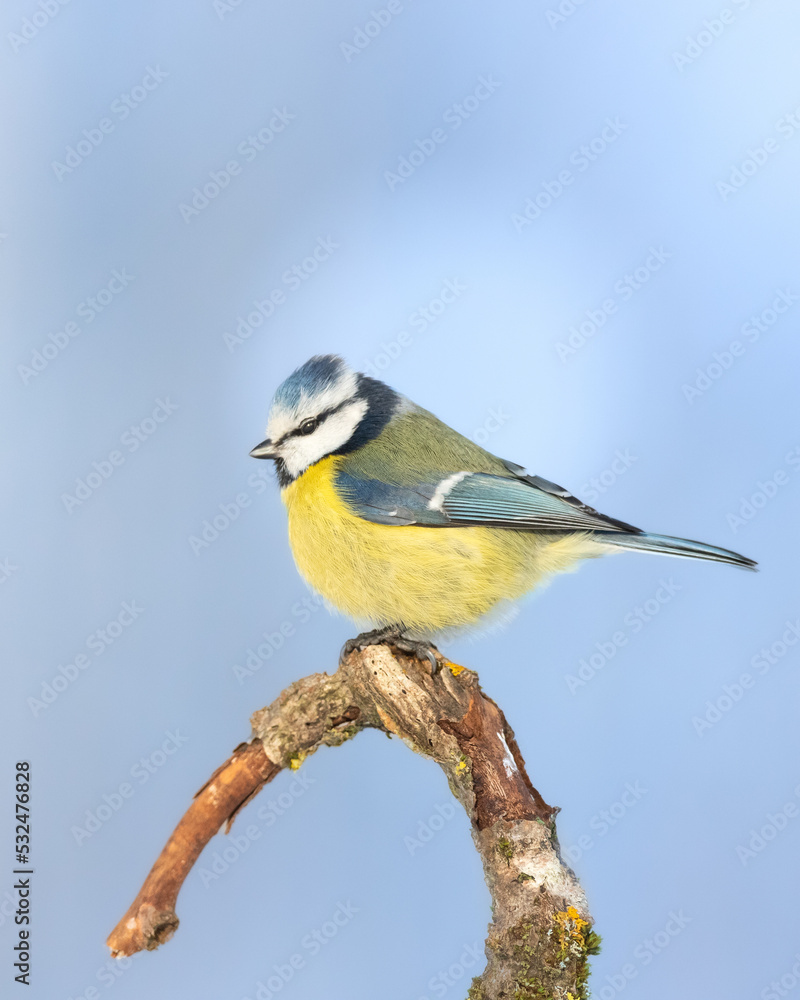 Obraz premium Bird - Blue Tit ( Cyanistes caeruleus ) perched on tree winter time small bird on blue background