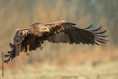 Birds of prey - Lesser Spotted Eagle (Aquila pomarina) , hunting time