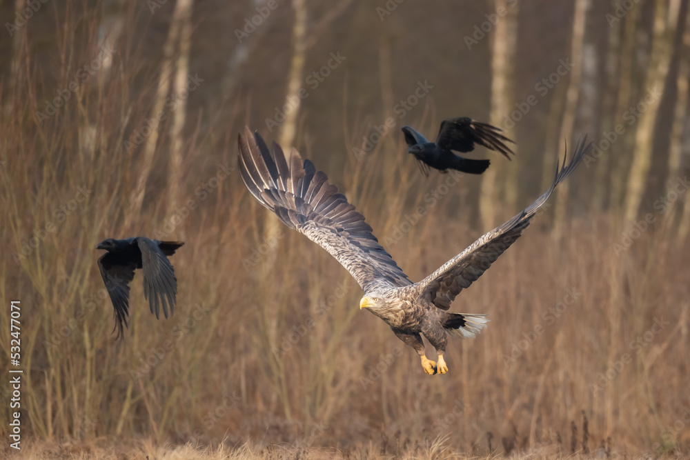 flying Majestic predator White-tailed eagle, Haliaeetus albicilla in Poland wild nature flying Majestic predator White-tailed eagle, Haliaeetus albicilla in Poland wild nature
