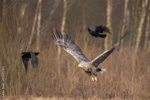 flying Majestic predator White-tailed eagle, Haliaeetus albicilla in Poland wild nature © Marcin Perkowski