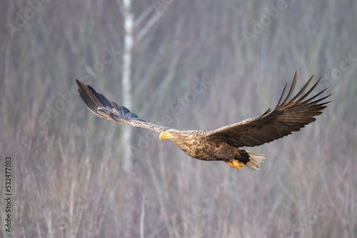 flying Majestic predator White-tailed eagle, Haliaeetus albicilla in Poland wild nature