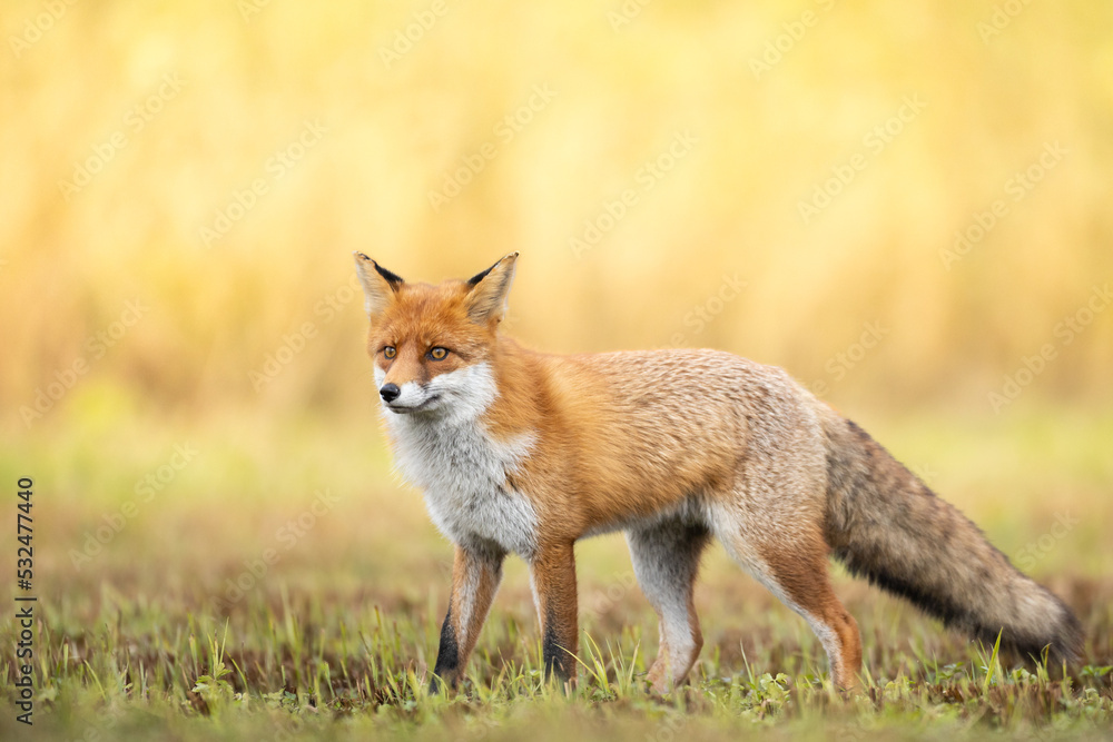 Fox (Vulpes vulpes) in autumn scenery, Poland Europe, animal walking among meadow with orange background