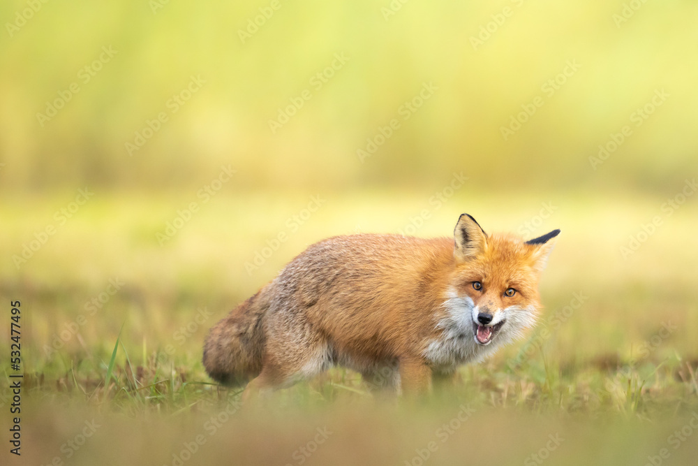 Fox (Vulpes vulpes) in autumn scenery, Poland Europe, animal walking among meadow with green background
