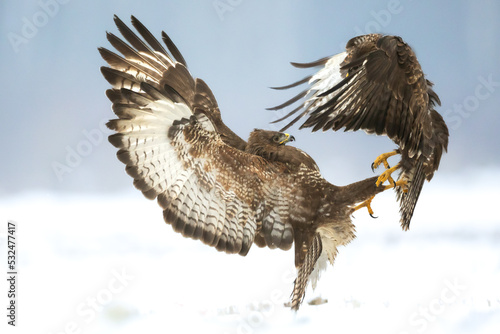 Common buzzard (Buteo buteo) in flying, fighting buzzards in natural habitat, hawk bird on the ground, predatory bird close up hunting time winter frosty day with snow