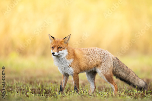 Fox (Vulpes vulpes) in autumn scenery, Poland Europe, animal walking among meadow with orange background