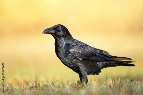 Bird beautiful raven ( Corvus corax ) North Poland Europe © Marcin Perkowski