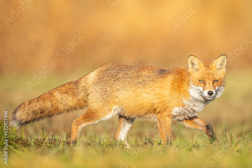 Fox (Vulpes vulpes) in autumn scenery, Poland Europe, animal walking among meadow with orange background