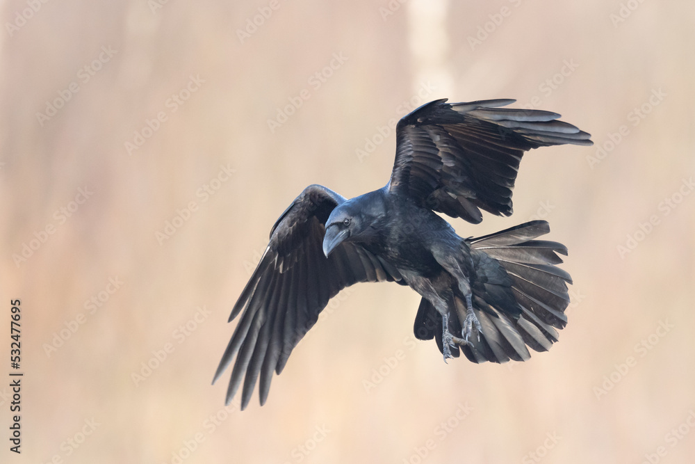 Naklejka premium A beautiful flying raven ( Corvus corax ) North Poland Europe