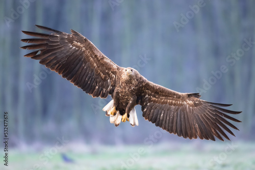 flying Majestic predator White-tailed eagle, Haliaeetus albicilla in Poland wild nature