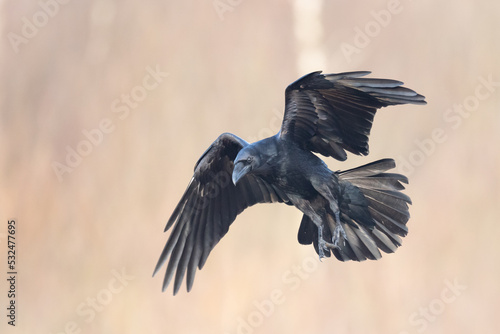 A beautiful flying raven   Corvus corax   North Poland Europe