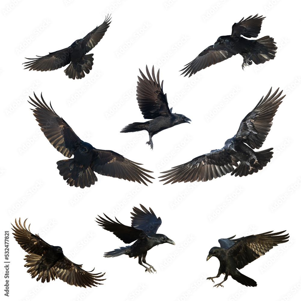 Naklejka premium Birds flying ravens isolated on white background Corvus corax Halloween - mix eight flying birds black birds silhouette isolated on white
