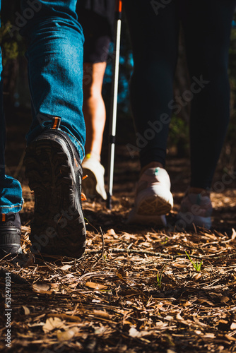 group walk in the forest