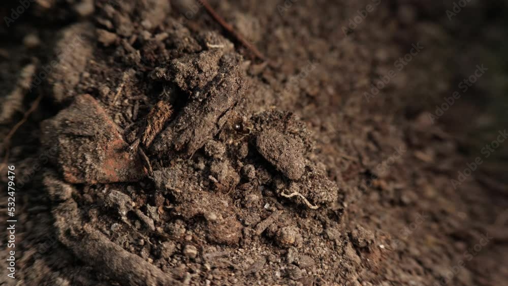 Small black ants on the ground looking for food. Insects wildlife. Macro shot, real time. Small black ants on the ground looking for food. Insects wildlife. Macro shot, real time.