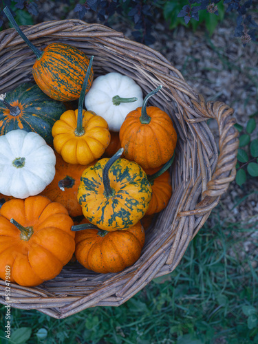 Decorative pumpkins mix for holiday Halloween and home autumn decor in a basket on garden background closeup top view
