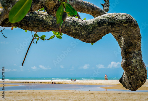 tronco de árvore retorcido formando uma moldura para linda paissagem ao fundo com praia de araias escuras, pequeno rio chegando para se encontrar com mar e lindo céu azul localizados na praia de tranc photo