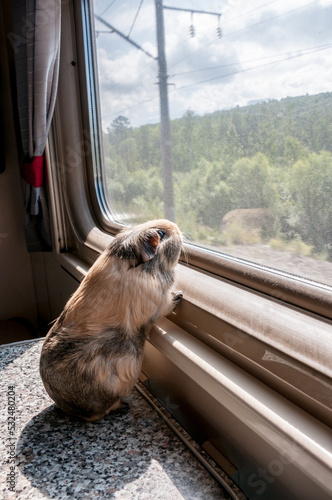 A beige American guinea pig stands near a window inside a traveling train in summer