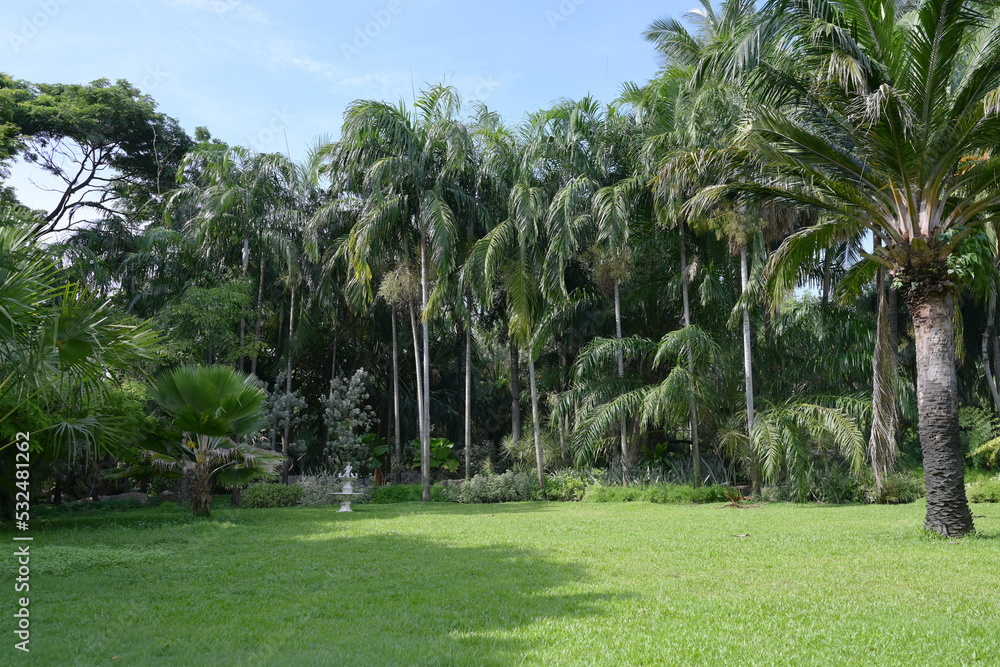 In the park there are large trees and various ornamental plants such as coconut palms, palm trees, cycads and green lawns. The atmosphere of the park in the middle of the summer day is sunny and sky.
