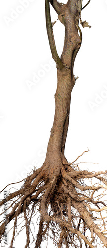 Root. Tree root. Tree stump. Roots of tree isolated on white background