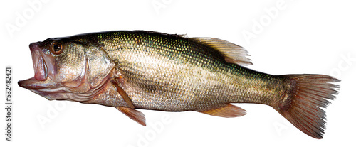 Fototapeta Naklejka Na Ścianę i Meble -  Bass Fish Isolated On White Background.  
Fish.  
Bass fish.
High Details.
High Quality.
