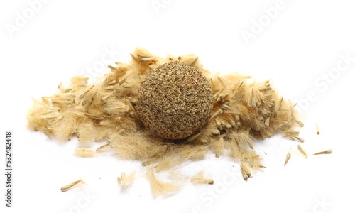 Dry plane tree seeds, sycamore seed pod isolated on white  