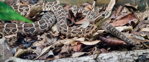 Painted Lancehead snake, or Bothrops diporus. Close up view photo