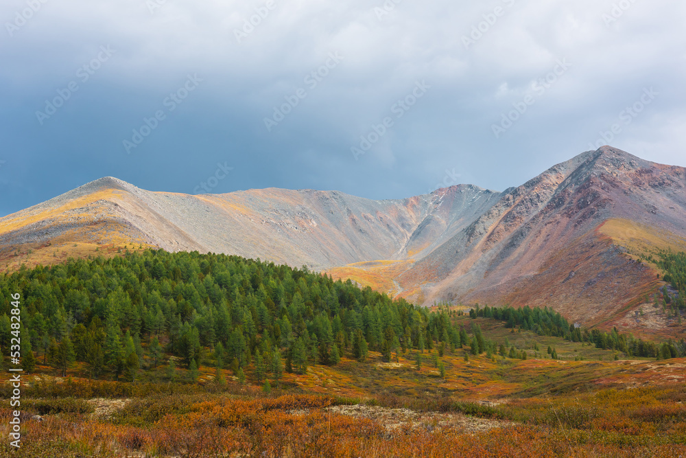 Scenic motley autumn landscape with forest on sunlit multicolor hill and rocky mountain range under dramatic sky. Vivid autumn colors in mountains. Sunlight and shadows of clouds in changeable weather
