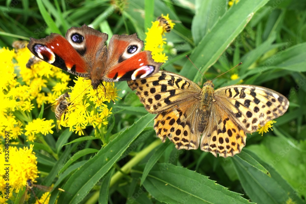 Obraz premium butterfly on flower