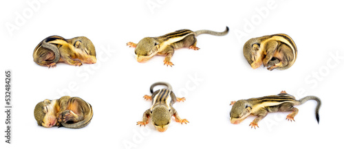 Group of baby himalayan striped squirrel or Baby burmese striped squirrel (Tamiops mcclellandii) on white background. Wild Animals. © yod67