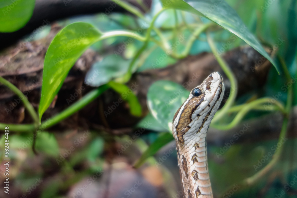 close view of a raised head of a snake sniffing in the air