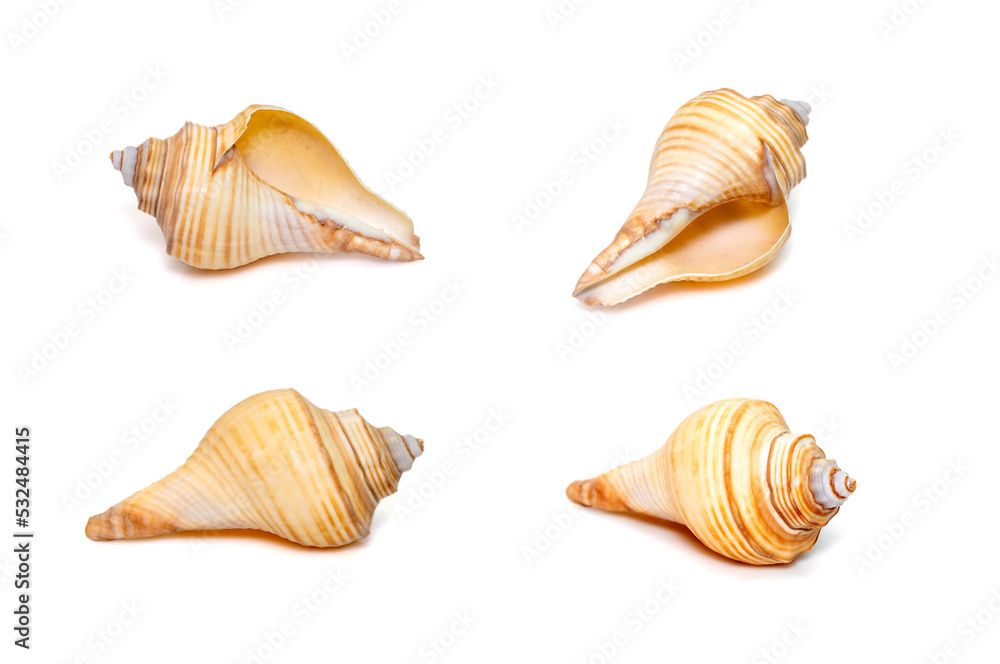 Group of hemifusus sea shells a genus of marine gastropod mollusks in the family Melongenidae isolated on white background. Undersea Animals. Sea Shells.