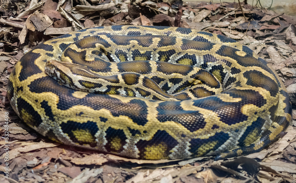 close up on a Burmese Python snake, Python bivittatus, rolled up and static on the ground close up on a Burmese Python snake, Python bivittatus, rolled up and static on the ground