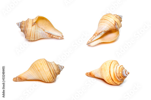 Group of hemifusus sea shells a genus of marine gastropod mollusks in the family Melongenidae isolated on white background. Undersea Animals. Sea Shells. photo