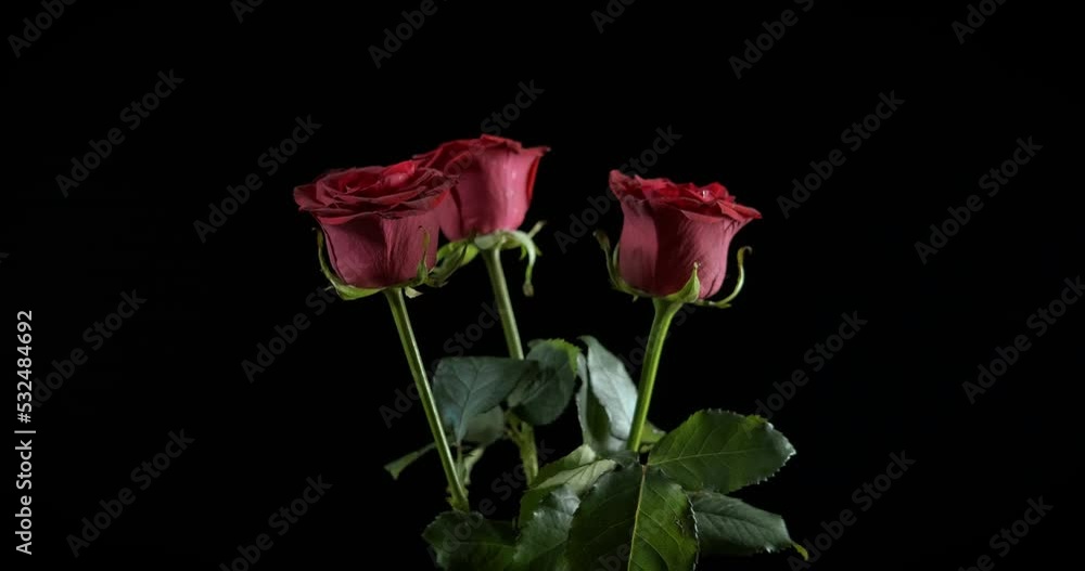 Bouquet with roses flowers at night. Night roses in a lovely bouquet spinning in the night. Bouquet with roses flowers at night. Night roses in a lovely bouquet spinning in the night.