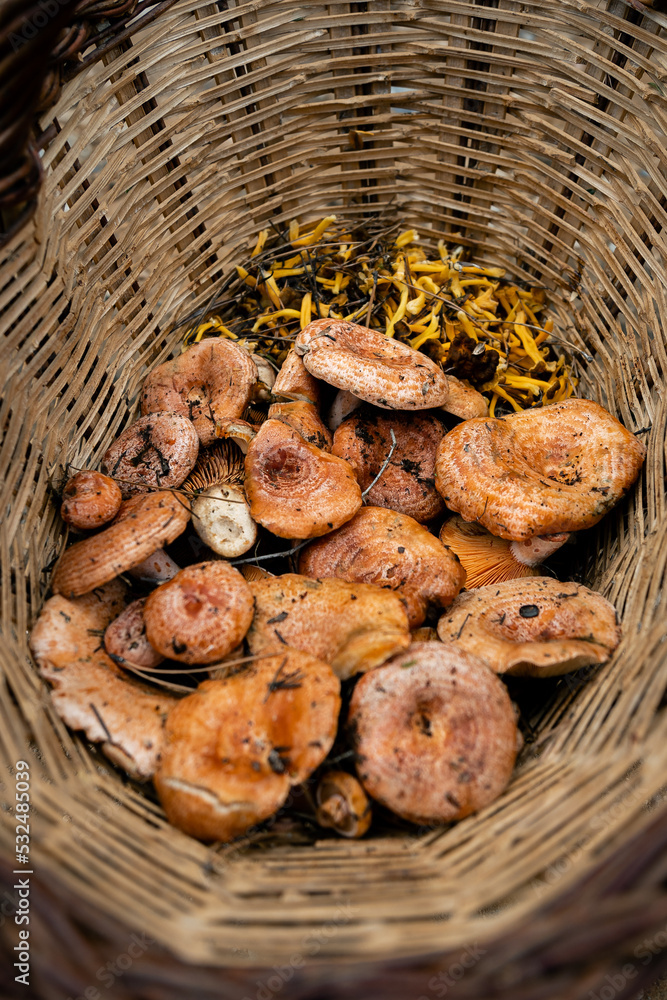 Wicker basket full of rovellon and other edible mushrooms Stock Photo